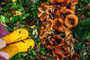 Работа 3658411