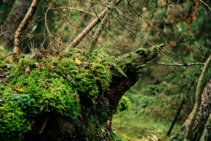 Работа 3633793