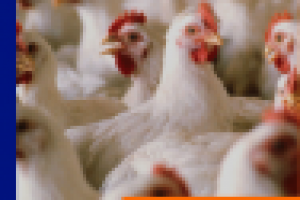 Исследование рынка птицефабрик СНГ