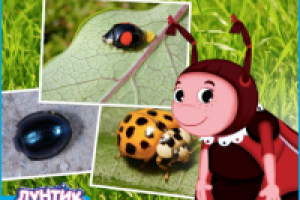 Мила о своей семье