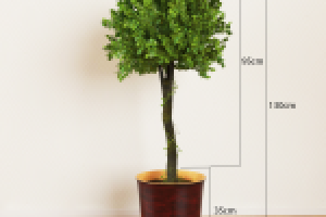 Комнатное растение 001