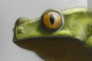 Тропическая лягушка