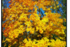 Старый клен, старый клен ....... стучит в окно