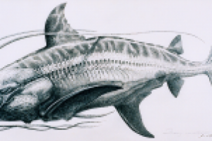 Иллюстрация к рассказам Ж. Малявина