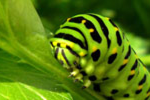 Гусеница махаона парусника на листе петрушки