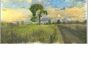 Старая сосна на обочине