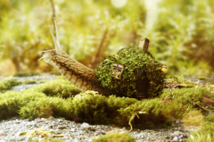 Домик улитки