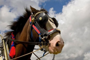 "Тяжелоатлеты" в мире лошадей