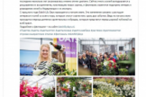 Дни голландских лилий