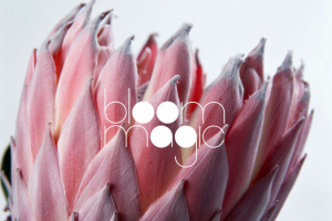 Bloom magic logo