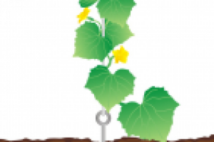 схема подвязки огурцов