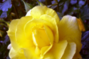 Златовласка