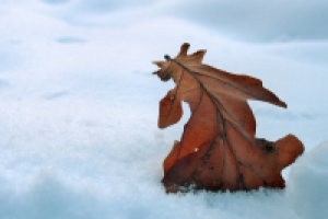 Усталый путник