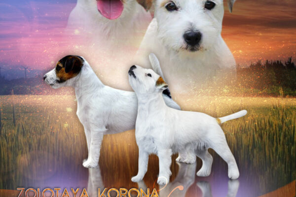 Презентация собаки 1