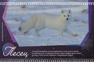 Разработка дизайна календаря для заповедника Берингия