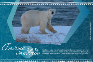 Разработка дизайна календаря для заповедника Берингия