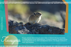 Разработка дизайна календаря для заповедника Берингия