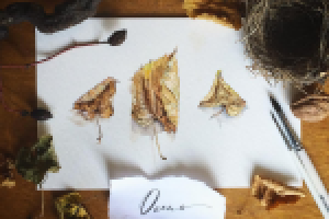 Осенние листья