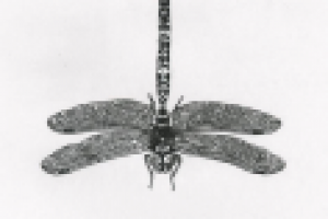 Работа 1522717