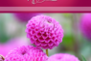 Работа 1065390