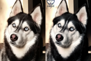 Работа 3436435