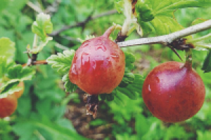 Работа 2897468