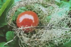 Работа 2897459