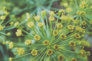 Работа 2897456