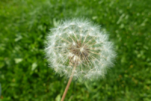 Работа 2055939