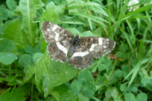 Работа 2055938