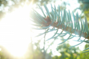 Работа 2055936