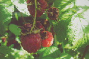 Работа 2055930