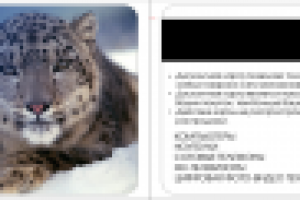 Снежный барс