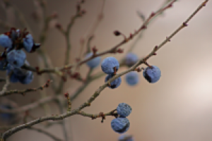 Работа 2110109