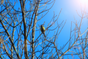 Работа 2239355