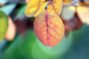 Работа 2063074