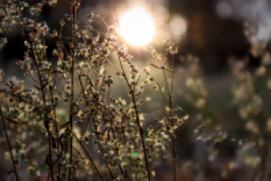 Работа 2061398