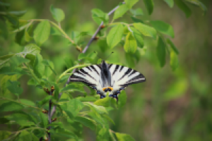 Работа 2058961