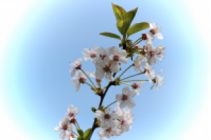 Работа 2058959