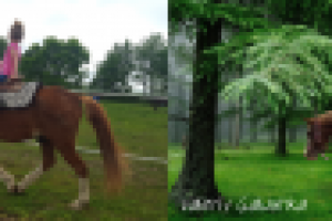 девочка на лошади