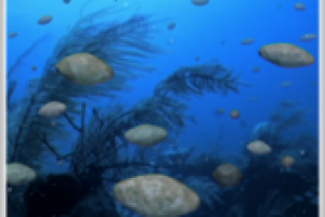 «В поисках древних лягушек»