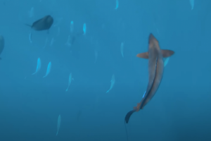 Дайвинг на Бали