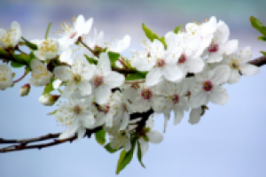 Лучшие идеи для незабываемого проведения первомайских праздников