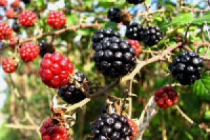 Энциклопедия садовода. Ежевика