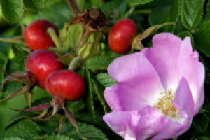 Энциклопедия садовода. Шиповник - способы выращивания