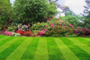 Энциклопедия садовода. Виды газонов