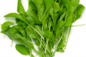 Энциклопедия садовода. Руккола