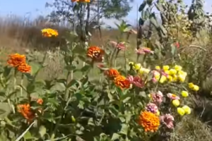 Пре-ролл для видео канала на Ютьюбе