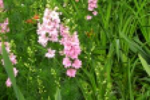 Цветники из многолеток