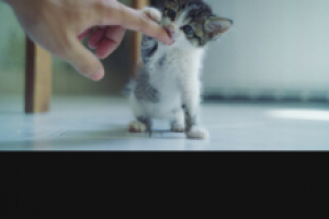 Мобильное приложение